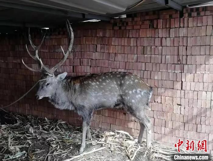 保护动物|国家一级保护动物梅花鹿误入羊群 内蒙古警方及时救助