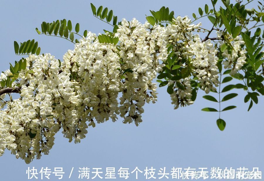 槐花|洋槐花是大家比较熟悉的能够食用的花，你知道它的功效与作用吗？