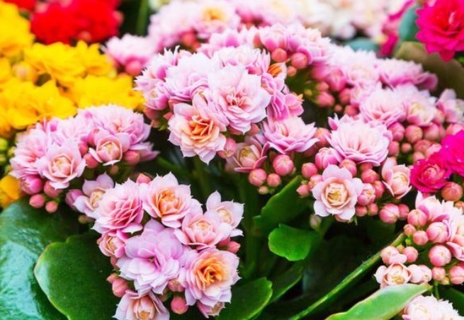 家里的花别乱送人,尤其这“3种”,养得好,“旺财”又“养人”