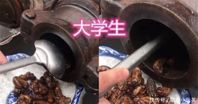 小学生|“知了”被虐很惨?大学生直接吃,高中生做手办,小学生简直魔鬼