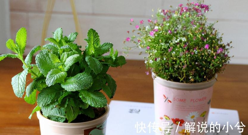 经验分享：用磷酸二氢钾养花的注意事项