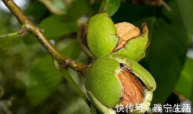 核桃种|涨知识:核桃和此物一起煮,失眠跑了,白发变黑发,肾更健康了