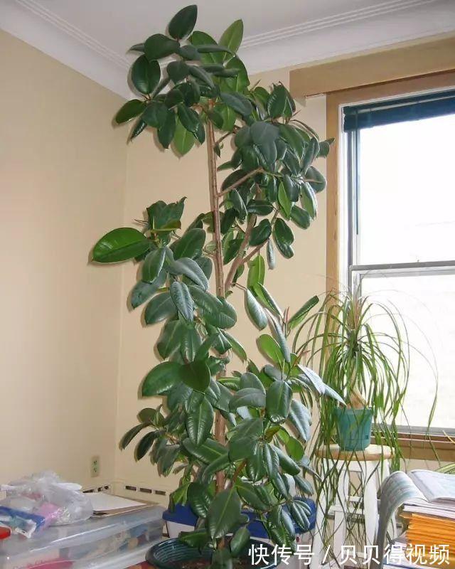养好橡皮树,要注意这些,新芽呼呼窜,枝干能有手臂粗