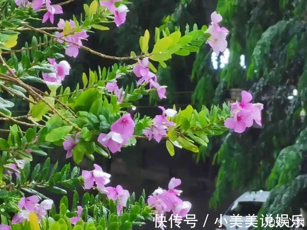 长春花|7种花最干净，门口、窗台放一盆，蚊虫不敢靠近！