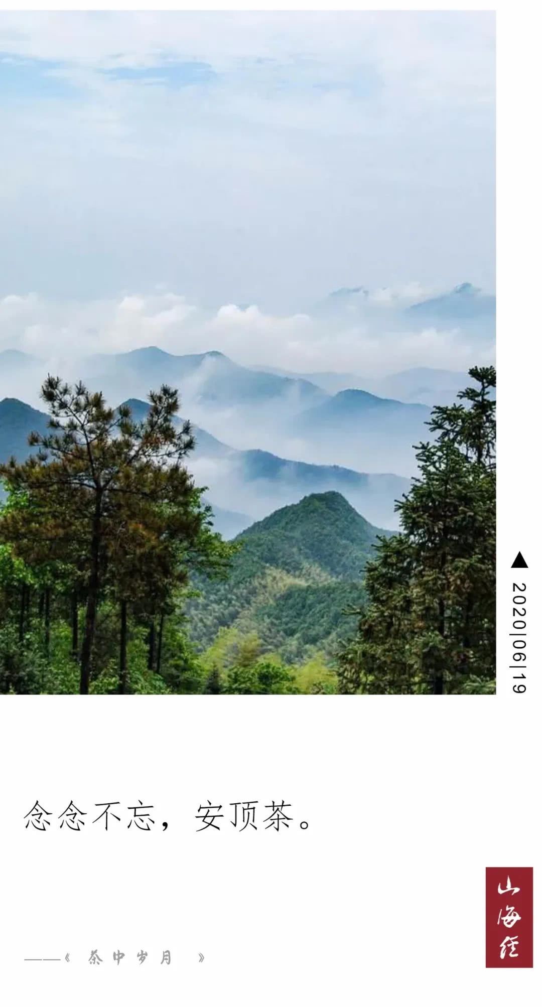 云雾|念念不忘,安顶茶