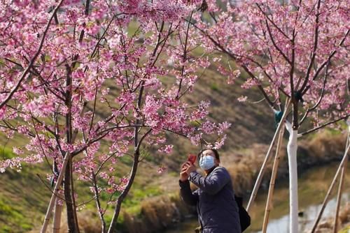中年|丽水出现“樱花大道”,就在市区好溪路,赶紧出发去打卡