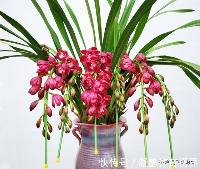 不管养兰花还是君子兰,只要弄明白这一点,咋养也长得好