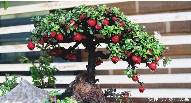 种植|6种果树盆景,放到家里给人高大上的感觉!好看还能吃!