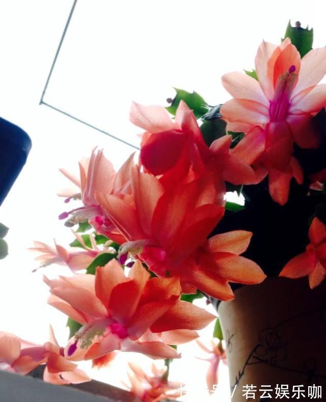 养蟹爪兰,掌握一个小技巧,花儿疯了似的开,叶片都能繁殖一大盆