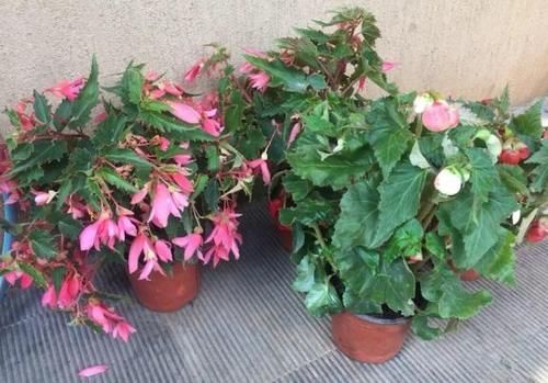 松针收集的足够多，处理方法正确，从此养花再不用掏钱买土、肥