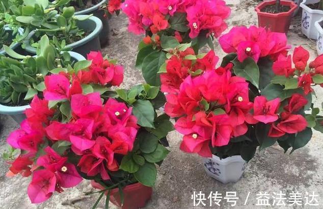 养花前一个小妙招,十年不生虫,叶子油亮翠绿,花朵蹭蹭冒