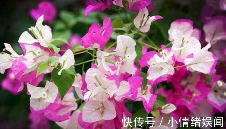 鲜艳|4种花便宜又好养,开花超漂亮,越热开花越多,家中必养