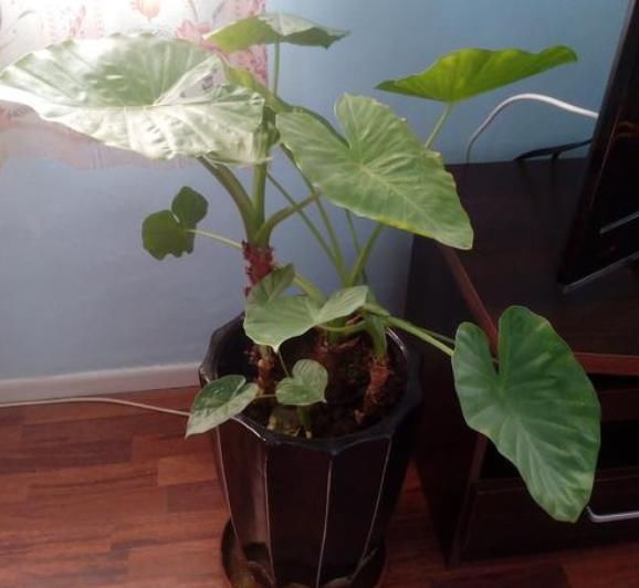 养花时，很多人忽视了“一点”，怪不得养不旺，快学会如此改正