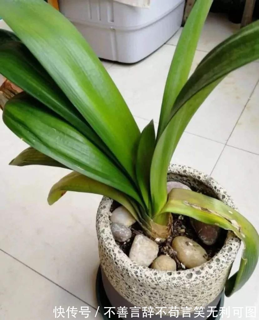 植株|怎么养君子兰最正确?新手先避开这5大雷区,养好根开出美丽的花