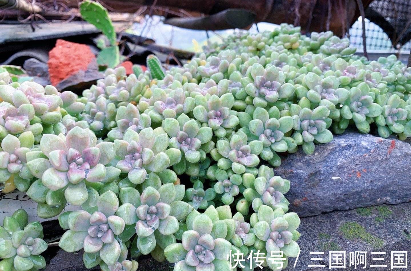 姬秋丽怎么养?不要宠、多露养,轻松养出繁茂完美的状态