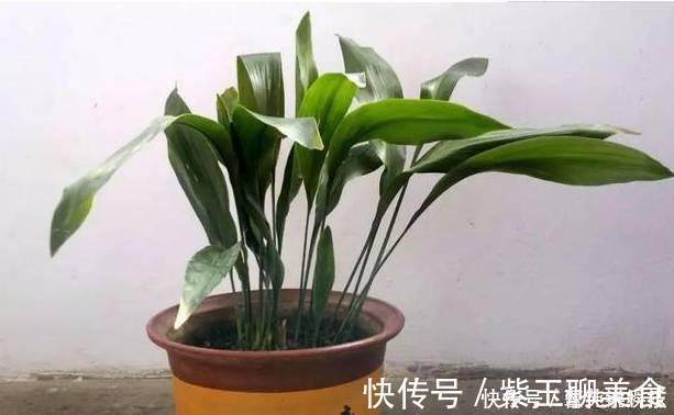 种花|这6种花超耐阴,放在卫生间养,不仅能消除异味还能净化空气!