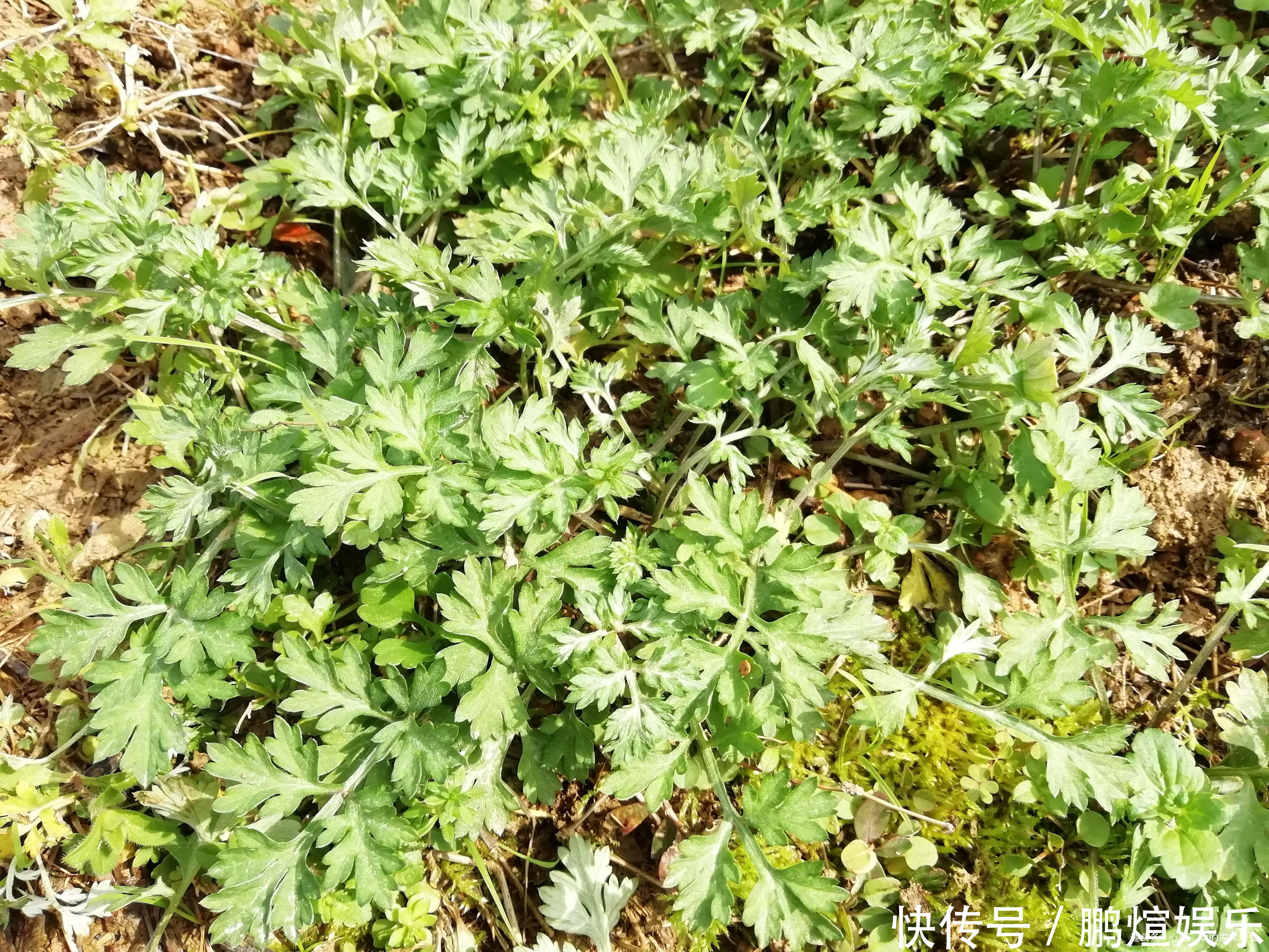 江西人爱吃的4种野菜，都是好东西，尤其第3种，会吃的人不多