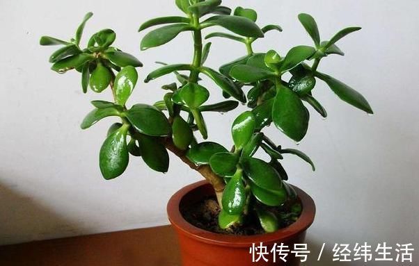 马齿苋摇身一变成“金枝玉叶”,花友1年养成老桩,高价都不卖