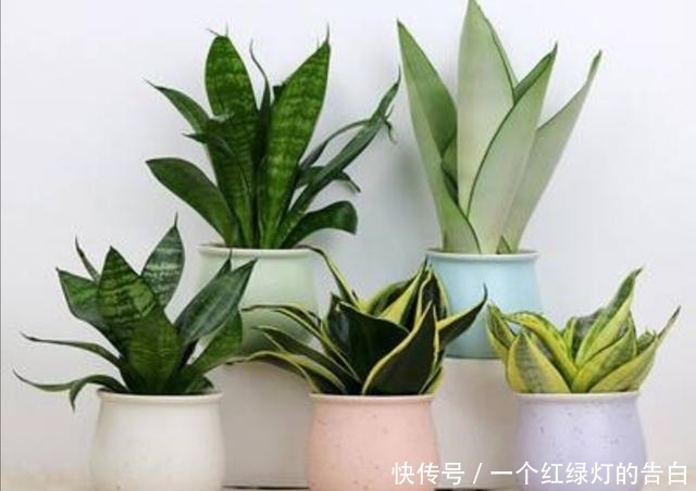 室内养6种植物,能净化空气环境,点缀家居、有益健康!
