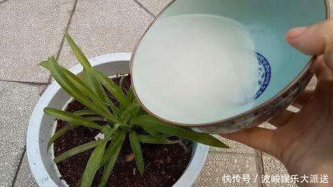 花都|家里养花,用“1种水”浇花,不用施肥也行,浇啥花都“疯长”