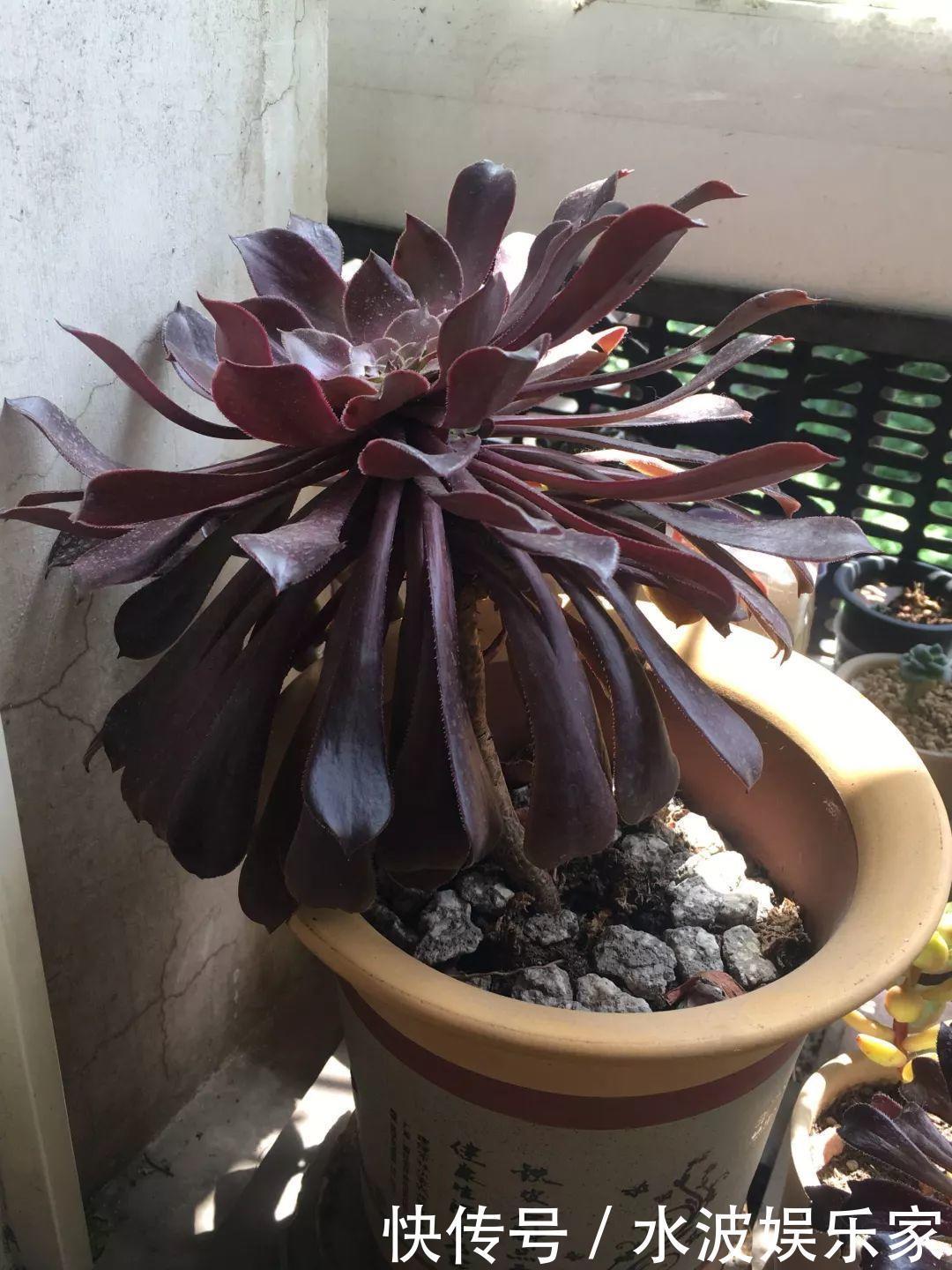 品种|多肉狠心砍1刀,窜出一圈新芽,花盆都容不下它了!