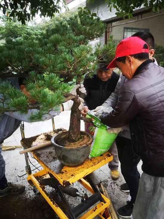 春意盎然，盆景乔迁新居