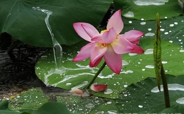 江海#苏轼最难超越的一首宋词,每一句都有哲理,下片12字更是字字珠玑