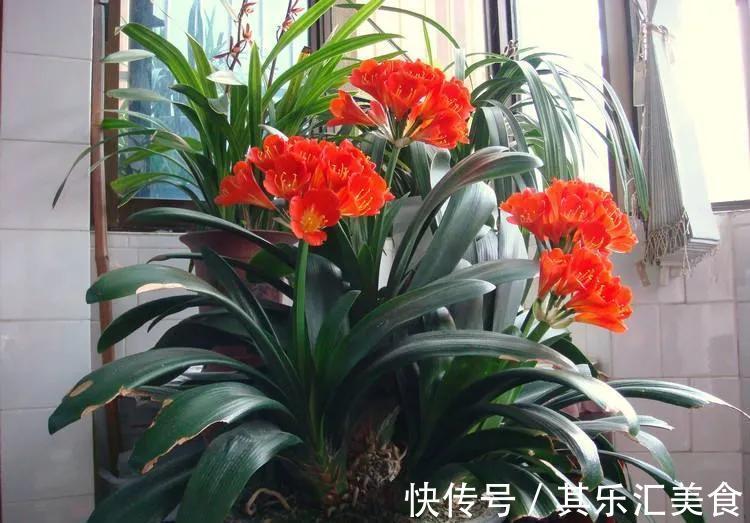 君子兰一直不长，教你几招，快速解决