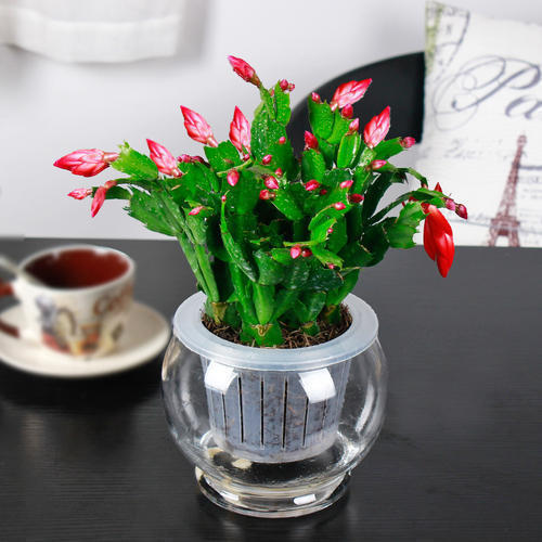 秋天养蟹爪兰,几个关键方法,养得叶子油亮亮,开花爆盆