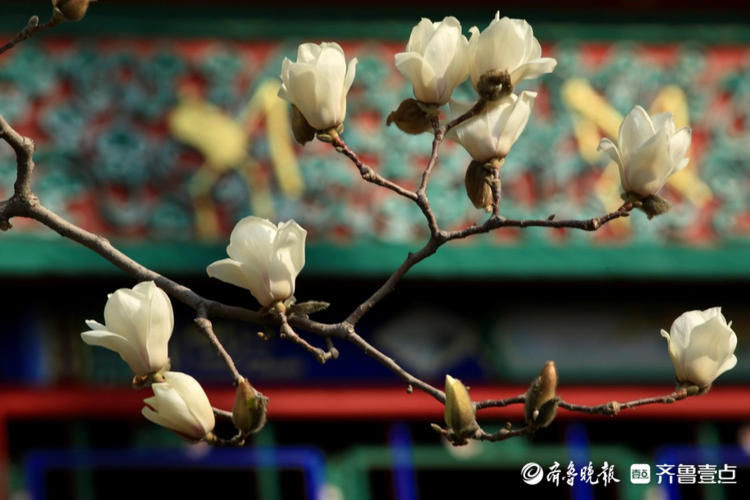 赏花时间到！看，济南趵突泉白玉兰花莹洁清丽优雅绽放啦|情报站| 中年