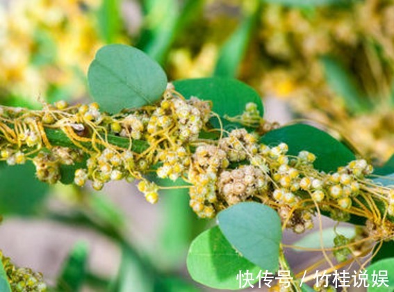 成骨细胞|菟丝子作为一种中药材，功效作用竟然有十多种不止！在乡下到处有