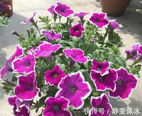 盆栽|刚刚接触养花,盆栽什么好?那就选此3款,成本低、观赏性高