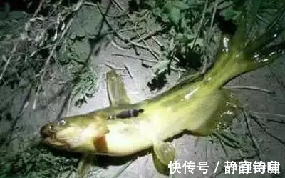 蚯蚓|爆钓黄骨鱼,一晚上拉了34斤!钓友全部看哭了!