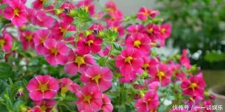 废水|养花,“3种水”不能浇,黄叶又烂根,开不了花