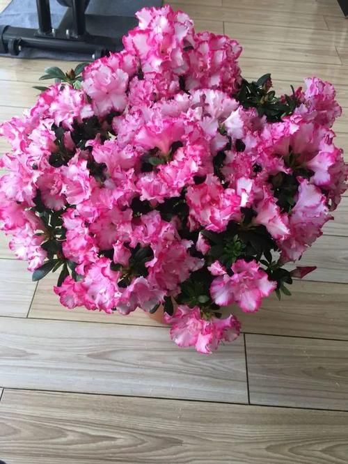  难养|当心5种“娇气花”，冬天最难养！条件不够高手也养不活！