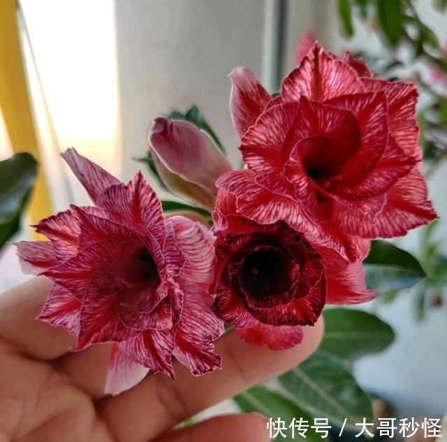 这3种花,浇水越多越不开花,少浇水,开花勤,长得旺