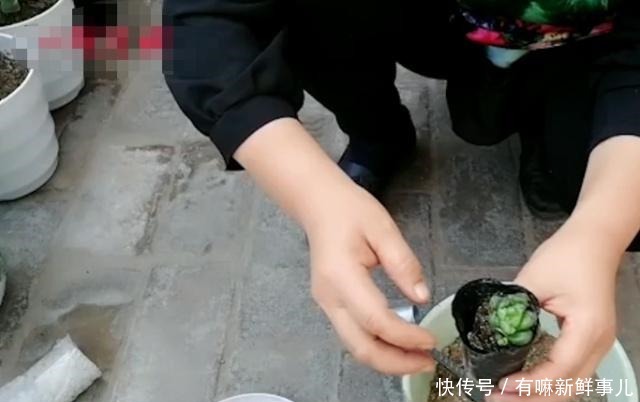 媳妇又给花姐买多肉了，花姐高兴的栽上多肉，院子里全是花，高兴！