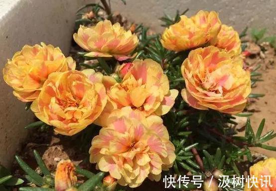 夏季养花,首选这些不怕晒,不怕旱的花卉,养着省心、看着养眼