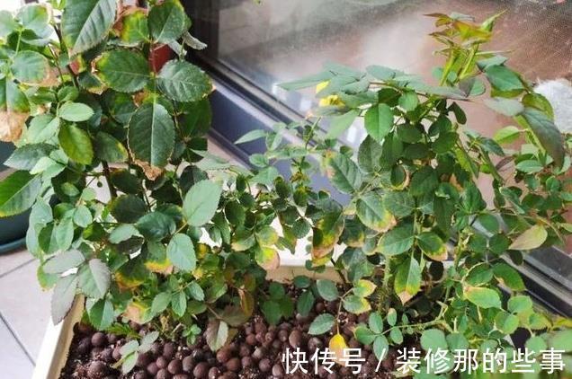 黄叶|月季大量黄叶，甚至变成了光杆，怎么办