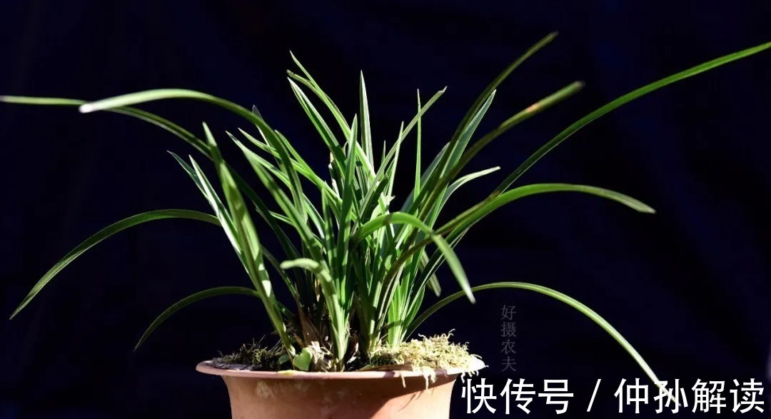 养兰花,比软腐病威胁更大的,是容易治好的炭疽病