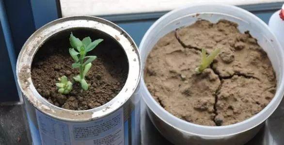 换土|它不死已经给你面子了,多肉不换土,你是想在水泥地养多肉