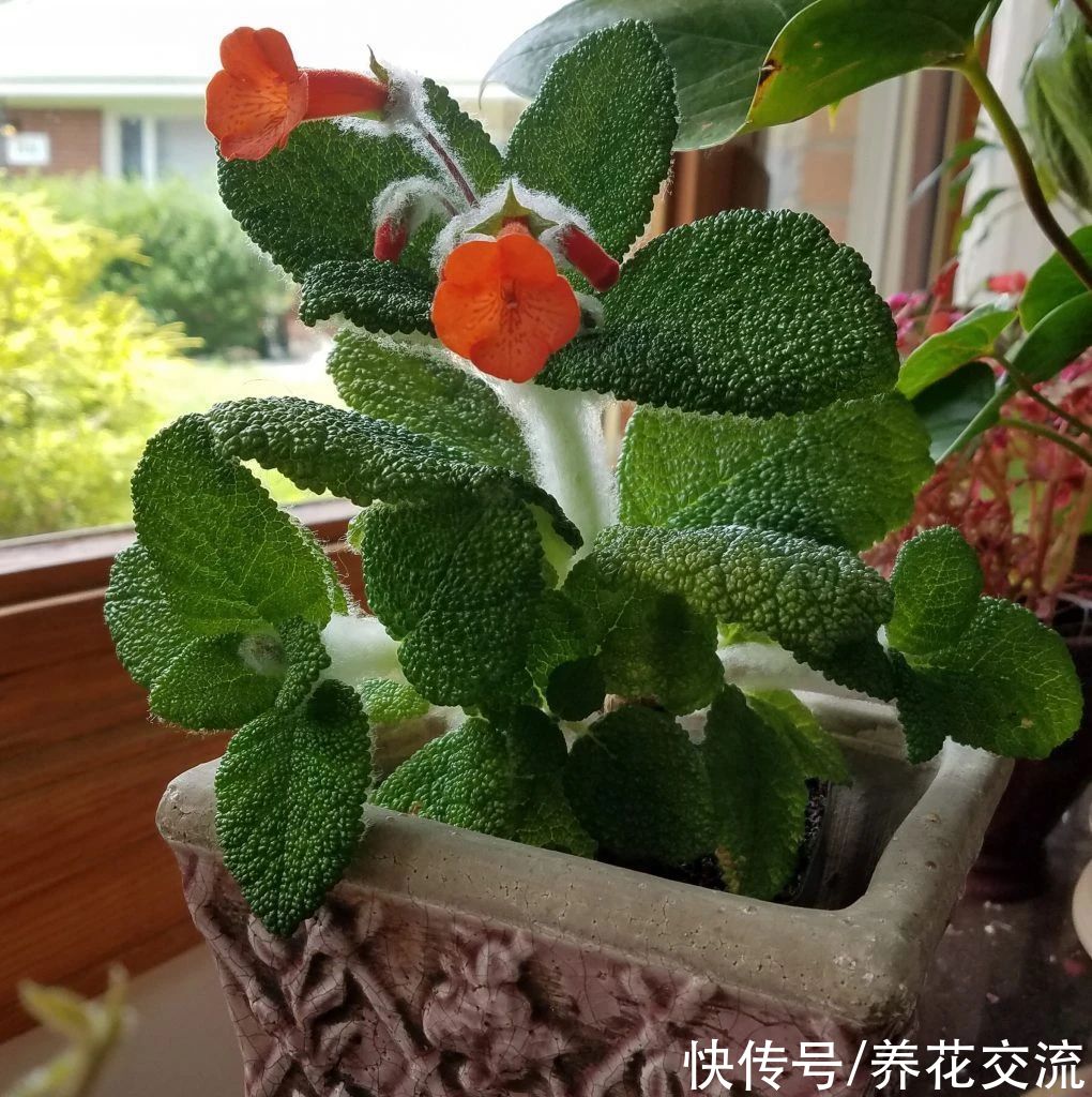  植物|耐阴室内开花植物“大家族”，低光照可开花，植株小巧，适合新手