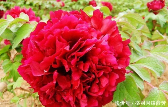  名字叫做|这种花按照花瓣分，有这几种类型