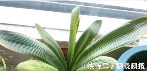 君子兰是多晒好,还是少晒好很多人弄反了,难怪黄叶不开花