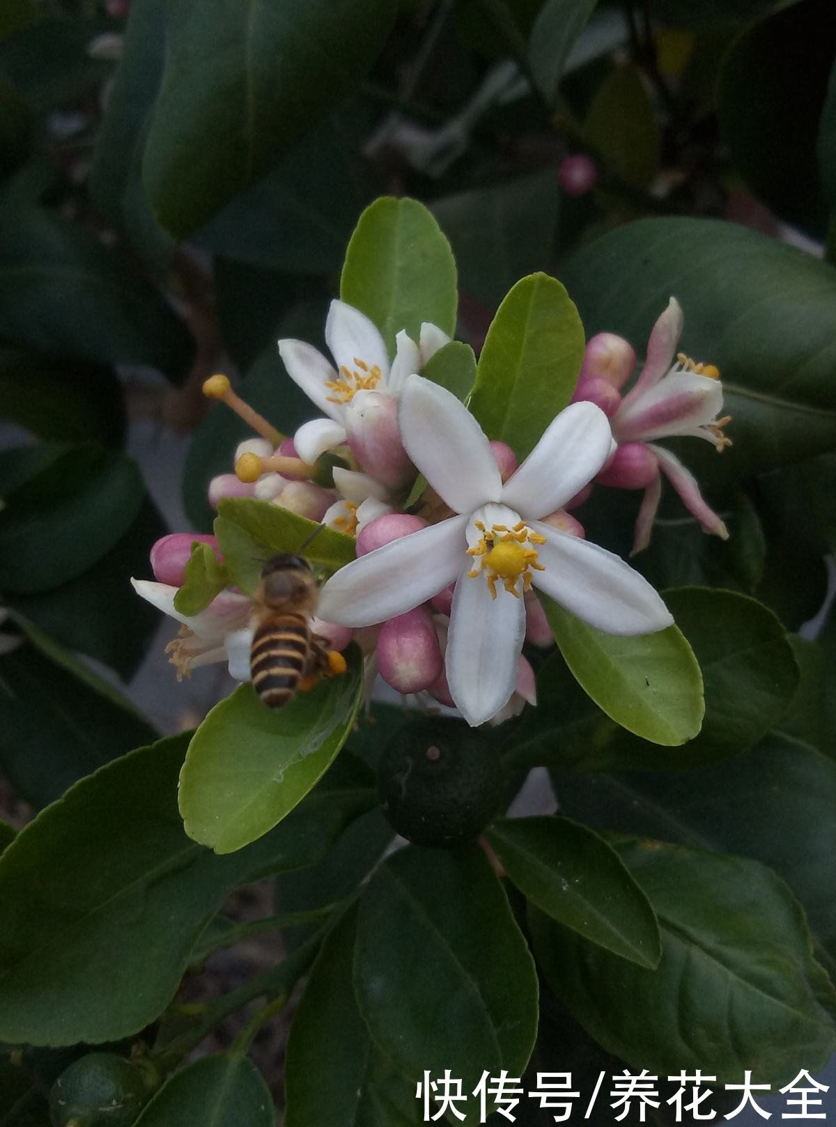 家里养组合香水花，一年四季都有香味，满屋子都飘香