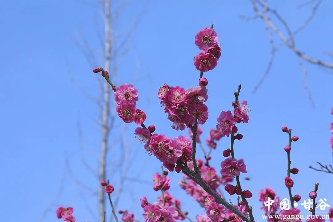 【春日印象】甘谷：梅花盛开春意闹