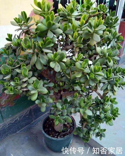 严寒|这6种花真耐活,叶子四季常青不畏严寒,很适合养花小白