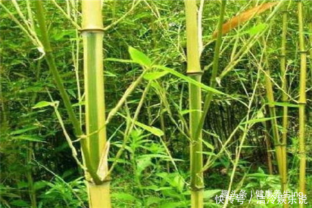 竹林|喜欢养花,不如庭院养片竹林,淡雅清新,沁人心脾,高风亮节