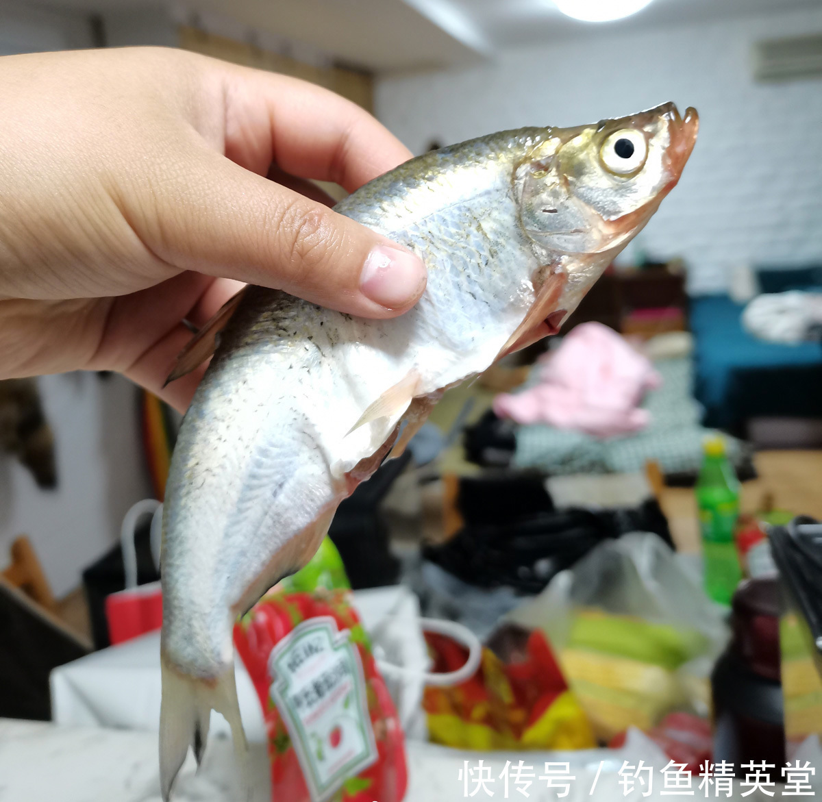 野钓白条的几种方法,上鱼速度一绝,一天钓十几斤是家常便饭