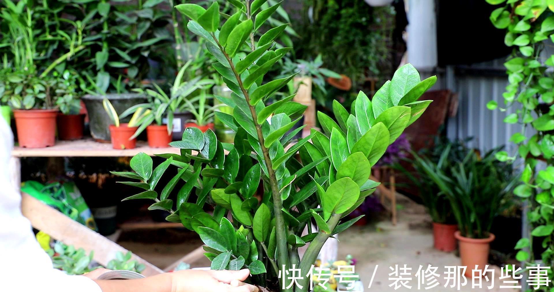 命里“多金”的5种花，寓意好又贵气，家里养一盆，带来好运气